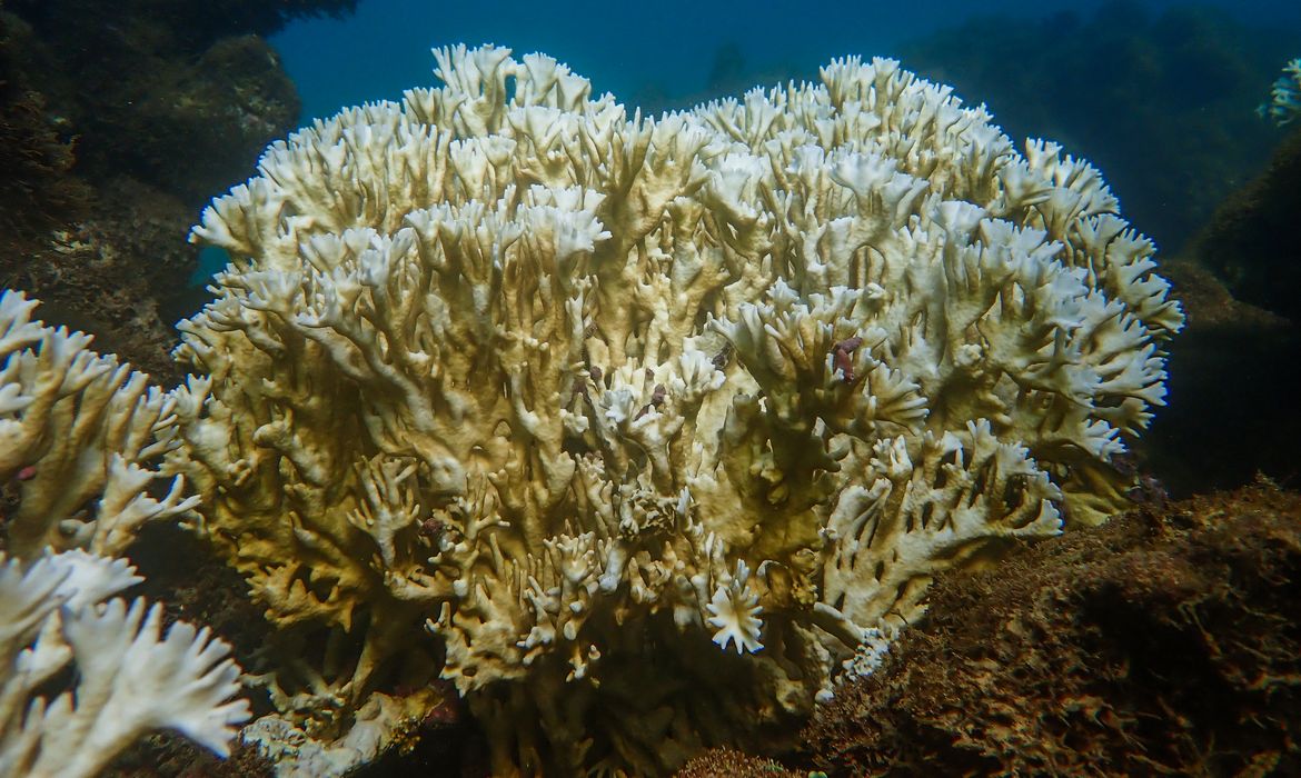 Mundo passa por episódio em massa de branqueamento de corais