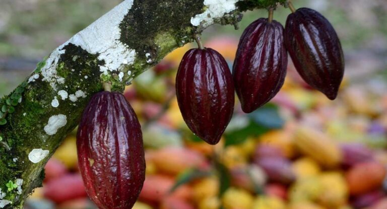 Nestlé aposta em Rondônia para aumentar volume de cacau sustentável no Programa Nestlé Cocoa Plan