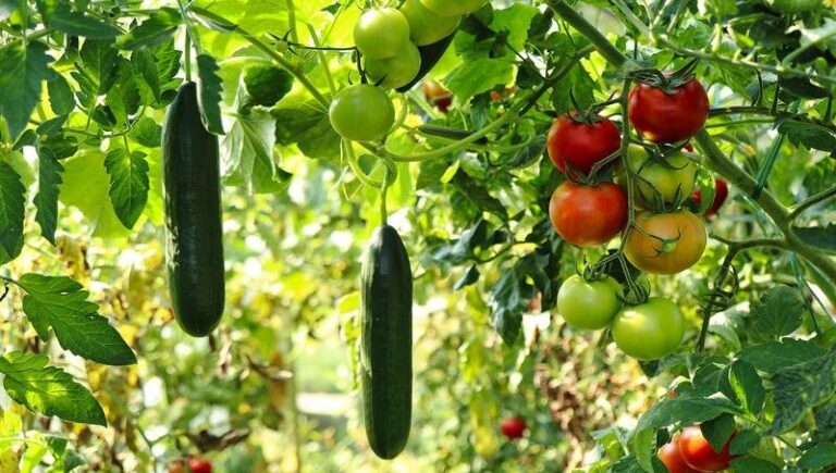 Produção local pode melhorar alimentação em centros urbanos