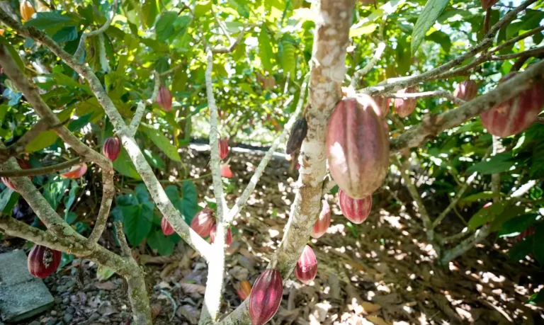 Produtoras de café e cacau contam como lidam com mudanças climáticas