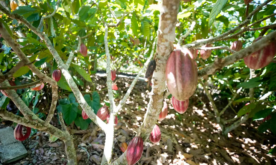 Produtoras de café e cacau contam como lidam com mudanças climáticas