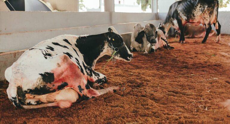 Sicoob Agrotech mostra como a transformação digital e a sustentabilidade estão inovando o setor da pecuária