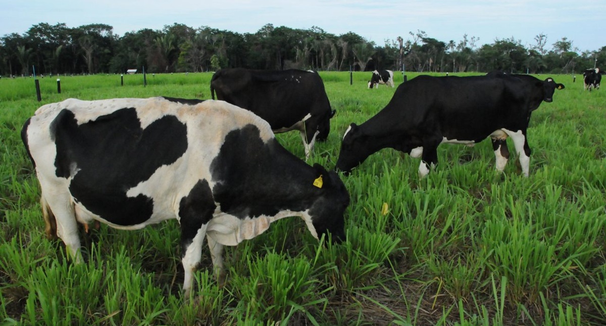 Ações de assistência técnica e rural em 2024 visam o fortalecimento de cadeias produtivas no Estado - News Rondônia