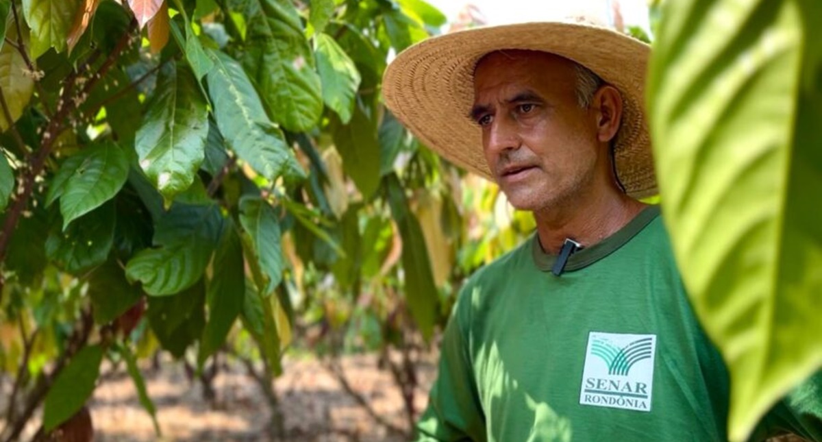 Rondônia inicia colheita de cacau com expectativa de aumento na safra