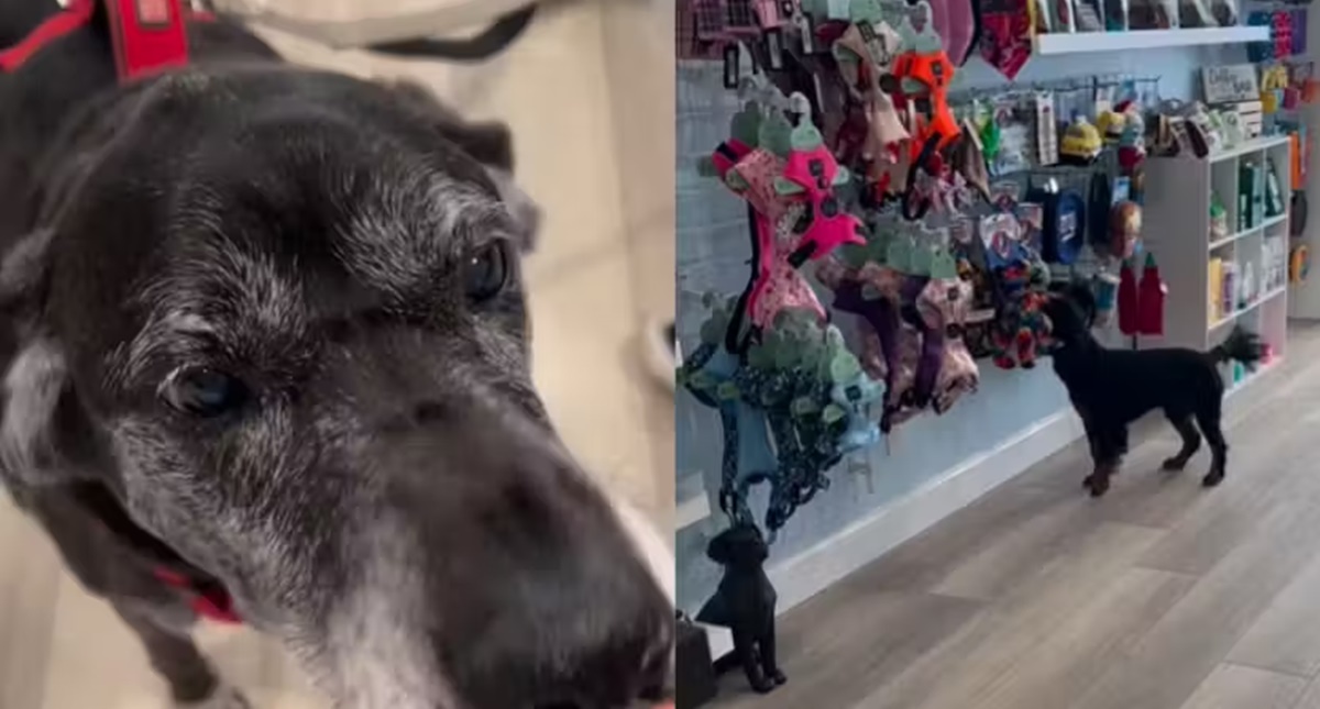 Pet shop faz dia de compras com loja fechada para cachorros reativos e eles adoram