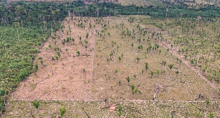 Justiça mantém prisão de invasor de Parque Estadual denunciado pelo MPRO em decorrência da operação "Persistere"