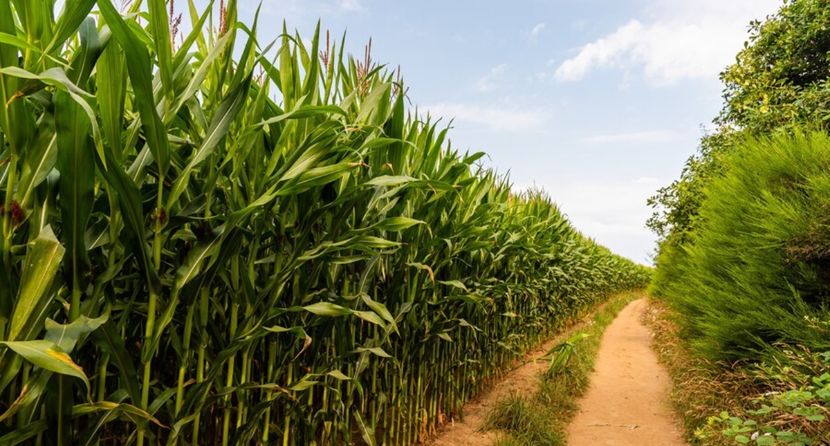 Condições climáticas favorecem o desenvolvimento do milho 2ª safra de acordo com Boletim da Conab