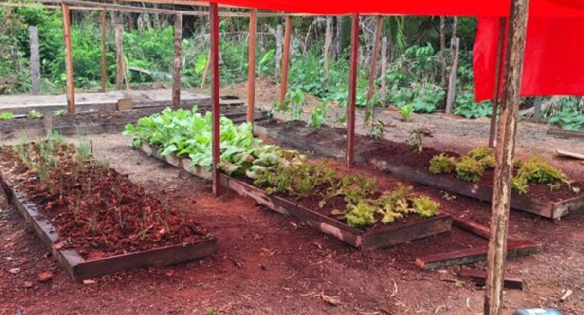 Ações de incentivo do Governo de Rondônia garantem fortalecimento da agricultura familiar