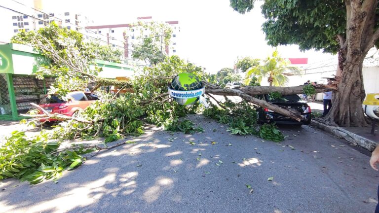 Árvore quebra e cai em cima de carros no centro de Porto Velho