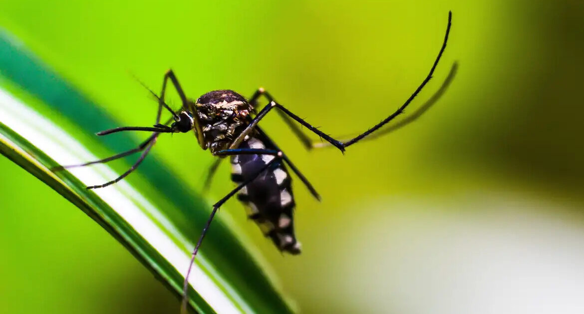 Brasil-atinge-1_6-mil-mortes-confirmadas-por-dengue