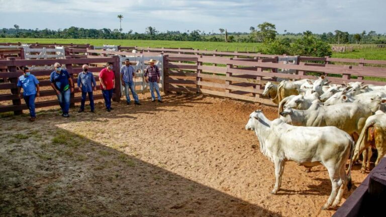 Governo de RO realiza ações de controle e prevenção da raiva em mais de 780 propriedades rurais de Colorado do Oeste - News Rondônia