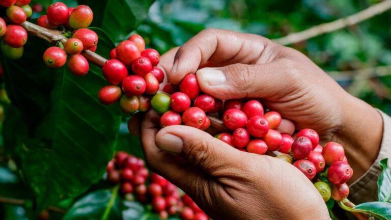 Rondônia Rural Show Internacional fomenta incentivo e reforça o potencial do setor cafeeiro do Estado - News Rondônia