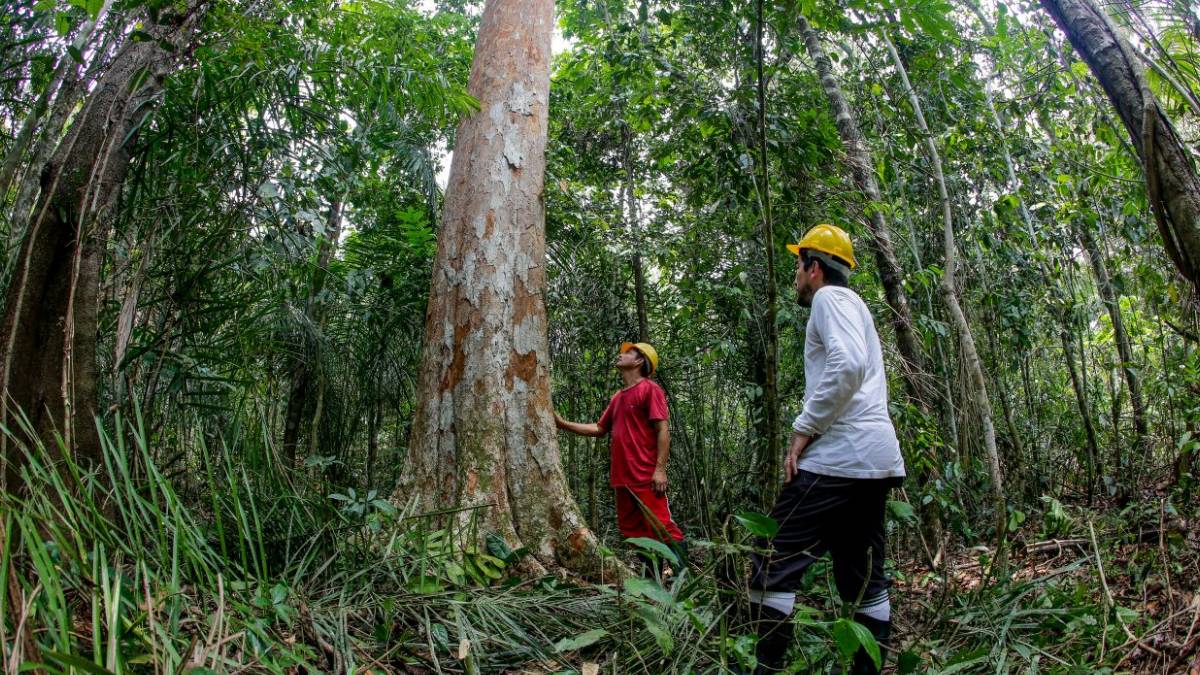Projeto Rondônia Sustentável apresenta estratégias para conservação e desenvolvimento ambiental