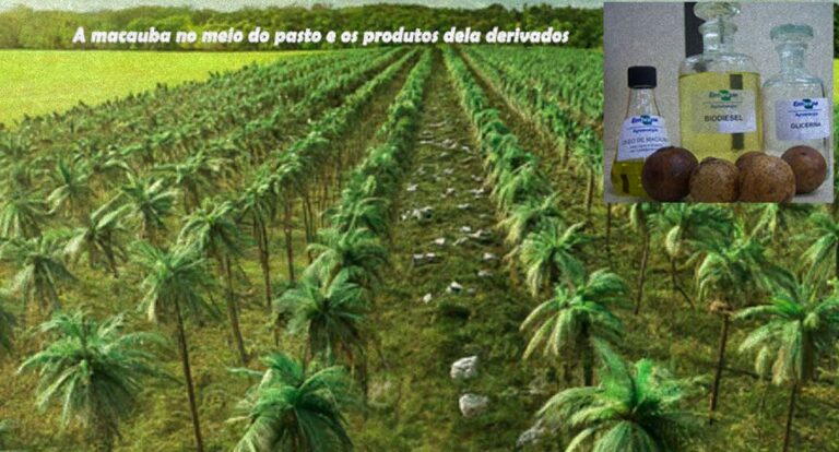 Projeto revolucionário para desenvolver a região usando nosso meio ambiente, pode ter investimentos de mais de 3 bilhões de reais - News Rondônia