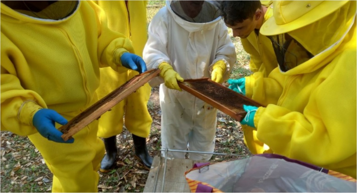 Com produção de mel em crescimento, Prefeitura de Porto Velho oferece cursos técnicos e apoia apicultores - News Rondônia