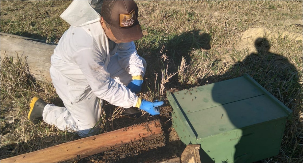 Com produção de mel em crescimento, Prefeitura de Porto Velho oferece cursos técnicos e apoia apicultores - News Rondônia