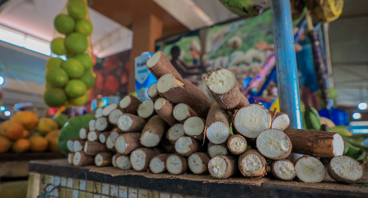 Porto Velho avança na produção de banana, macaxeira, café e outras culturas - News Rondônia