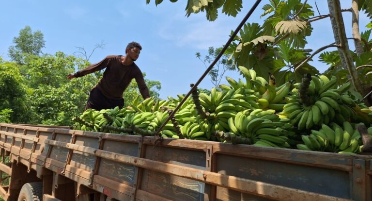 Porto Velho avança na produção de banana, macaxeira, café e outras culturas
