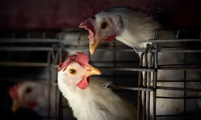 Texas: gripe aviária afeta vacas e galinhas durante migração de patos