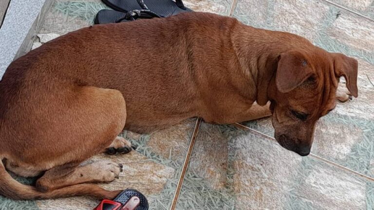 Para furtar motocicleta, ladrões desafiam portão eletrônico, cerca elétrica e envenenam cachorra
