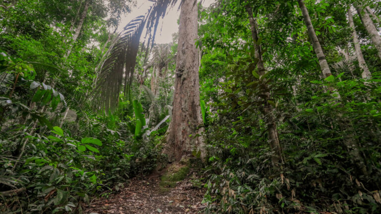 Prefeitura e parceiros realizam evento sobre sustentabilidade e mudanças climáticas nestes dias 15 e 16 - News Rondônia