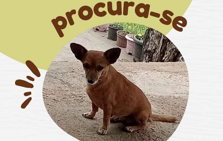 Procura-se cachorrinha idosa desaparecida em Porto Velho