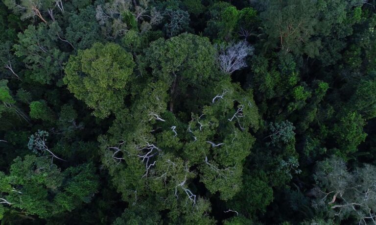 Florestas públicas serão concedidas para gerar crédito de carbono