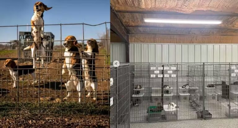 Laboratório de testes em animais é transformado em santuário animal