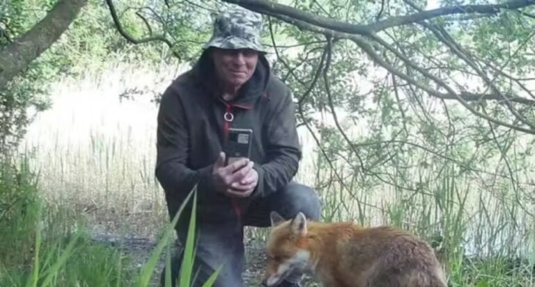 Homem ajuda raposa doente a se recuperar e nasce amizade linda entre eles