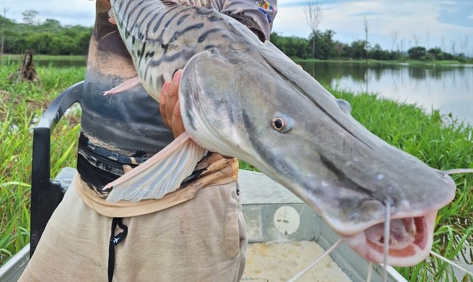 Primeira etapa do Circuito Rondônia de Pesca Esportiva acontece nos dias 1 e 2 junho