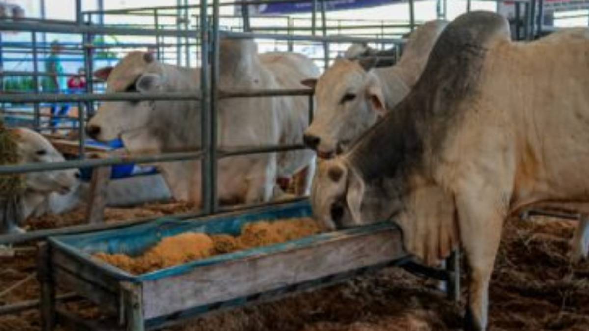 RondoLEITE vai expor plantel de animais certificados na Rondônia Rural Show Internacional

