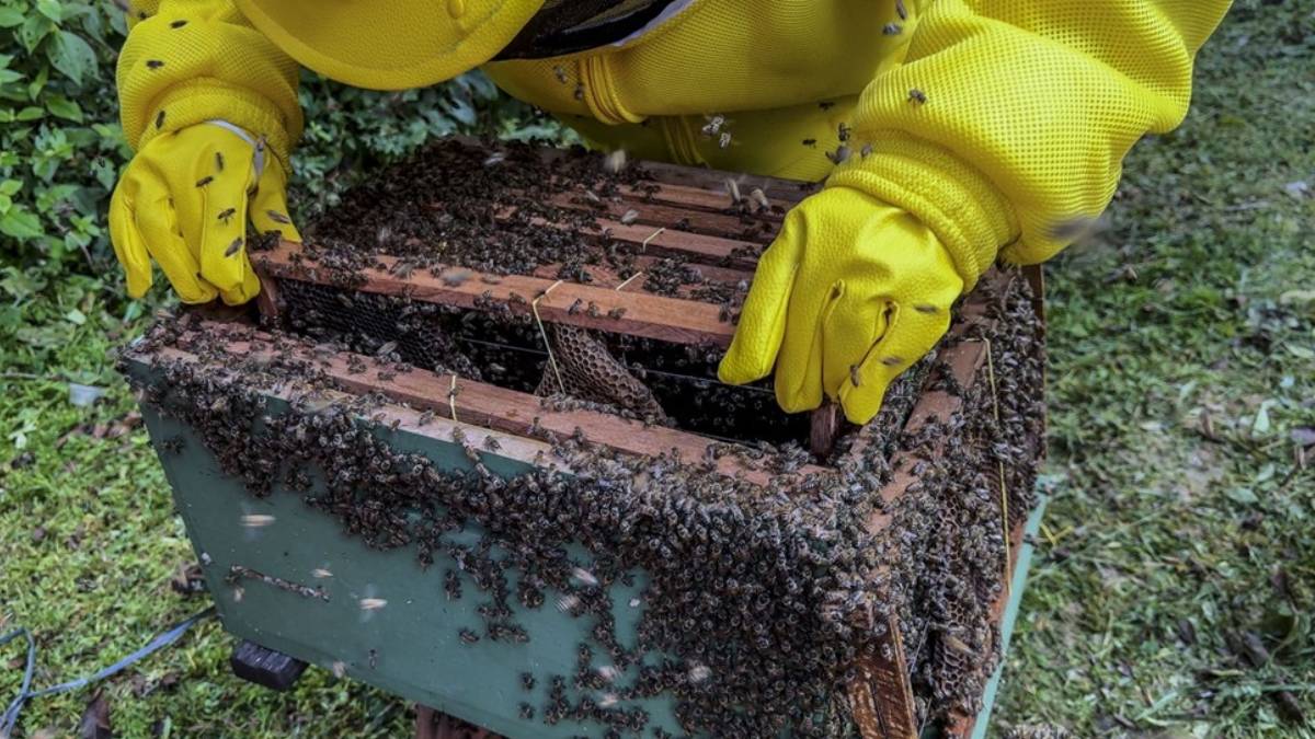 Ieda Chaves destina R$ 100 mil para fortalecer potencialidades da cadeia produtiva do mel