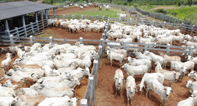 Biosseguridade será abordada no 6° Fórum Rondoniense na Rondônia Rural Show, nesta quinta-feira, 23 - News Rondônia