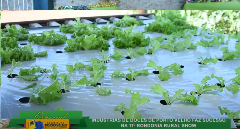 Hidroponia é destaque na Rondônia Rural Show com estação apresentada pela Emater-RO - News Rondônia