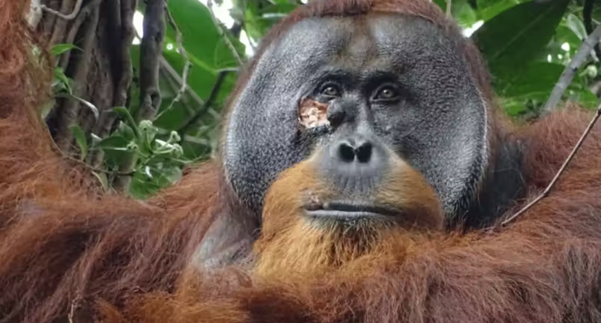 Orangotango usa planta medicinal para tratar ferida e surpreende cientistas