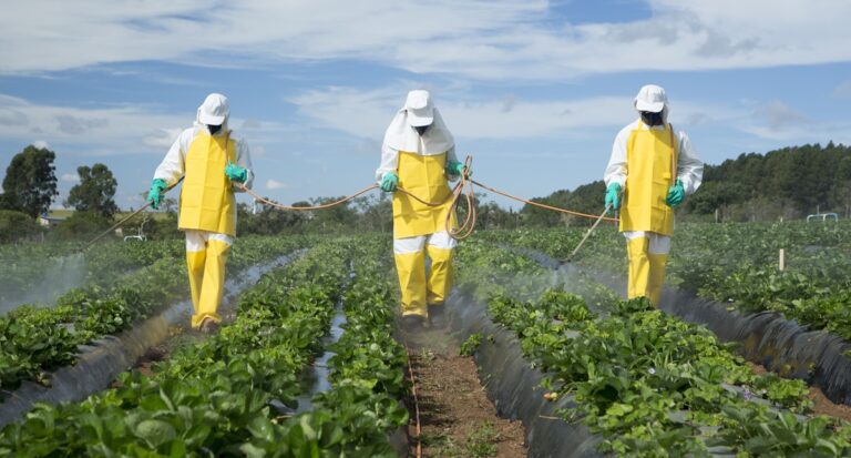 Produtores de hortaliças e frutas precisam se atentar ao uso correto de defensivos - News Rondônia