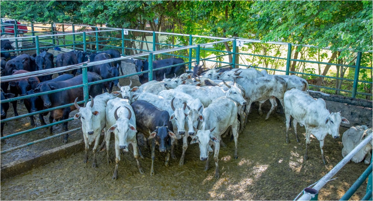 Serviço de Inspeção Municipal garante qualidade dos produtos de origem animal - News Rondônia