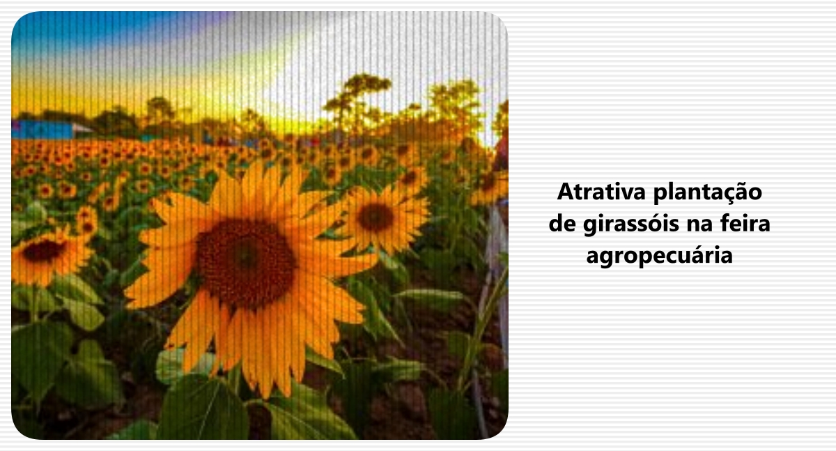 Atrativa plantação de girassóis na feira agropecuária