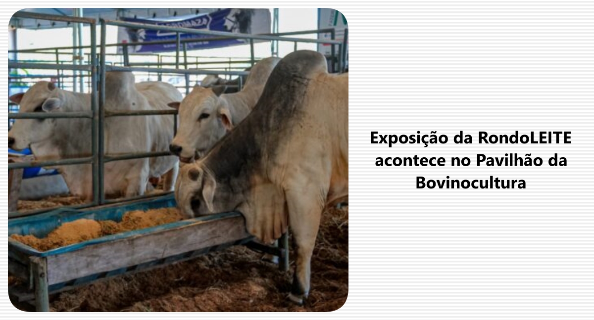 Exposição da RondoLEITE acontece no Pavilhão da Bovinocultura