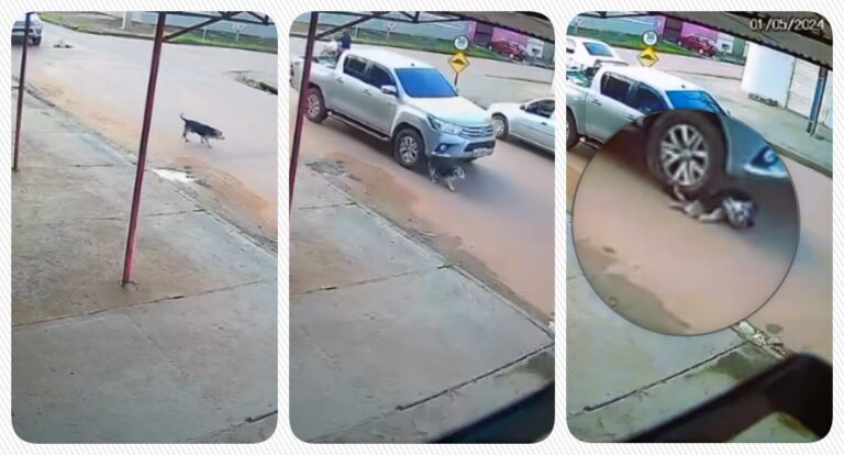 Câmera flagra motorista passando com caminhonete em cima de um cachorro - News Rondônia