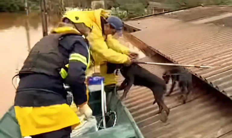 RS firma acordo com ONG para assistência a animais resgatados