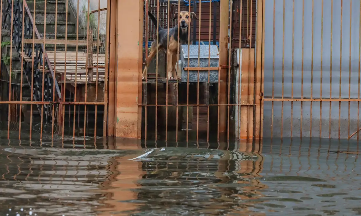 Cães resgatados nas cheias do RS são adotados em Brasília