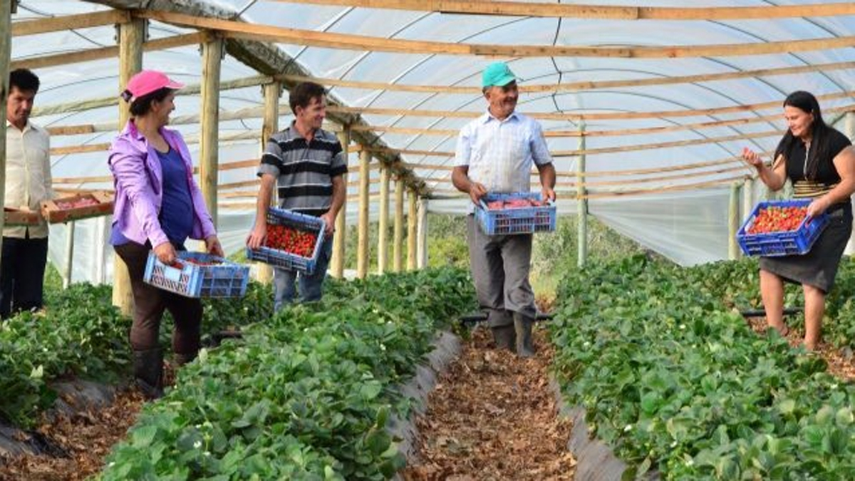 Dra. Taíssa indica ao Idep curso de fruticultura para agricultores de Rondônia - News Rondônia