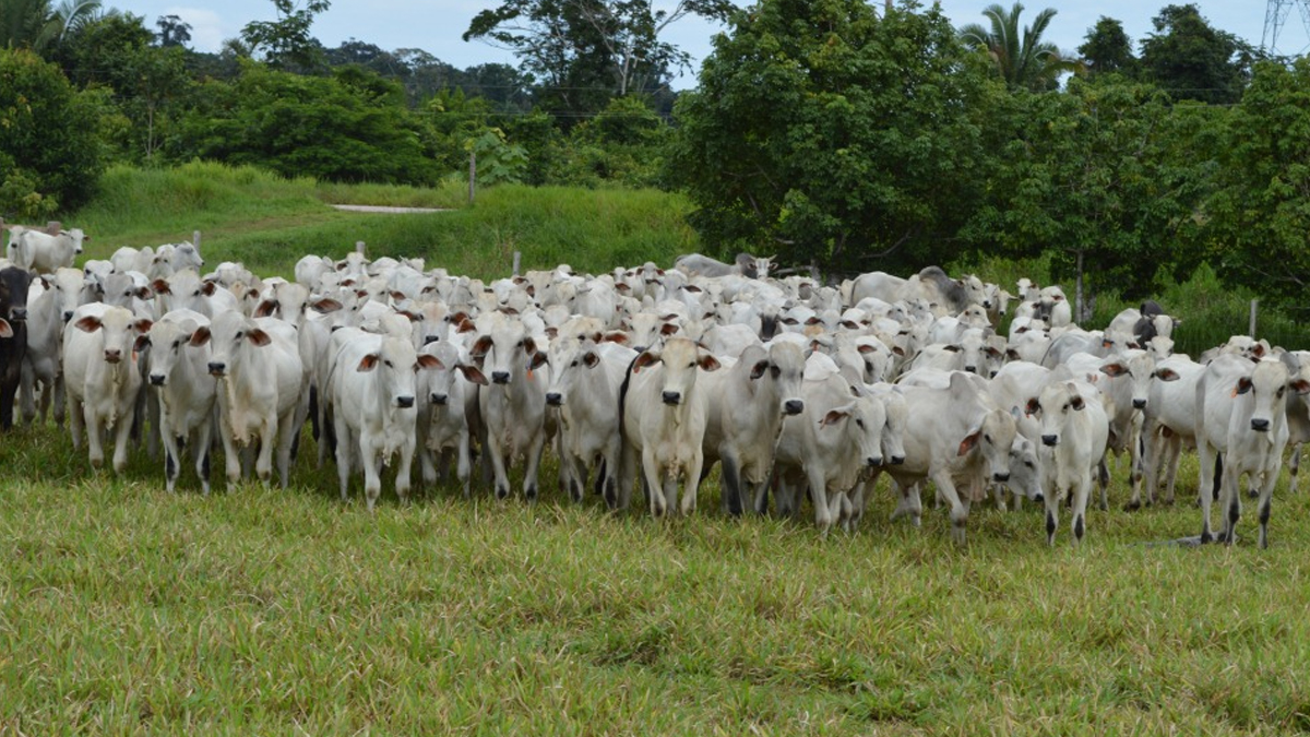 Pecuaristas devem estar atentos ao prazo para a declaração do rebanho que encerra nesta semana - News Rondônia