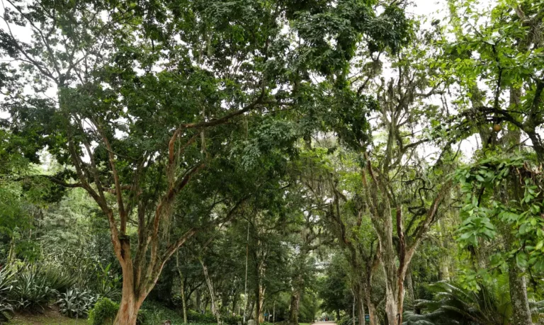 Jardim Botânico planta mudas de cinco espécies em Dia do Ambiente