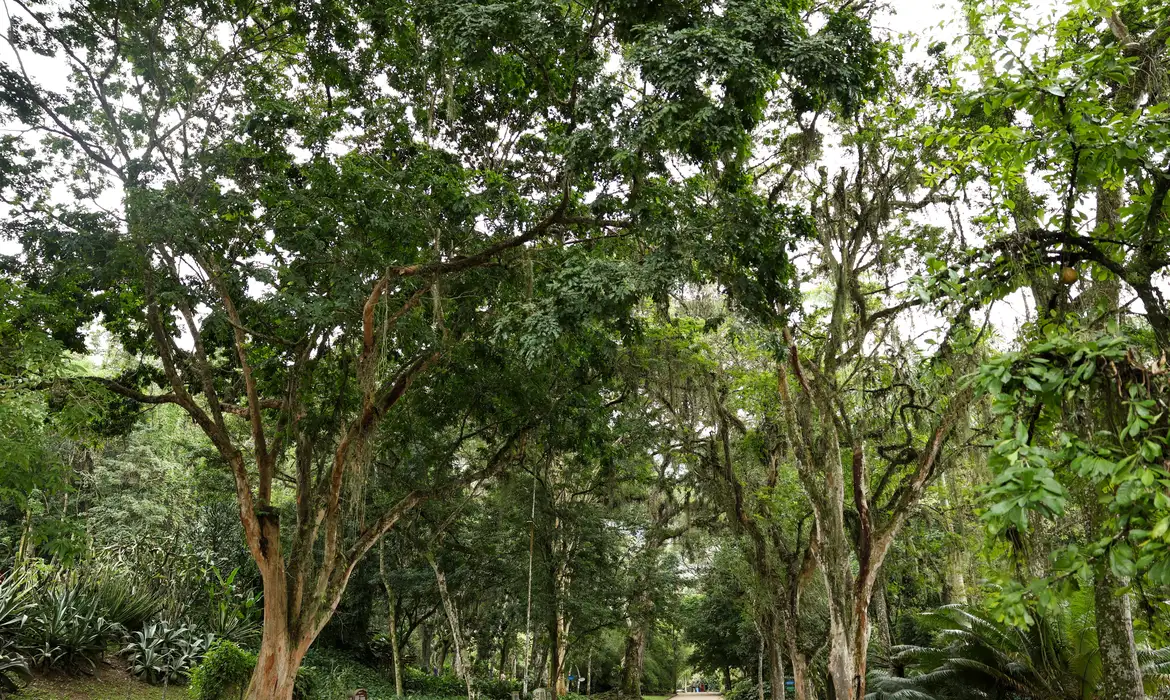 Jardim Botânico planta mudas de cinco espécies em Dia do Ambiente