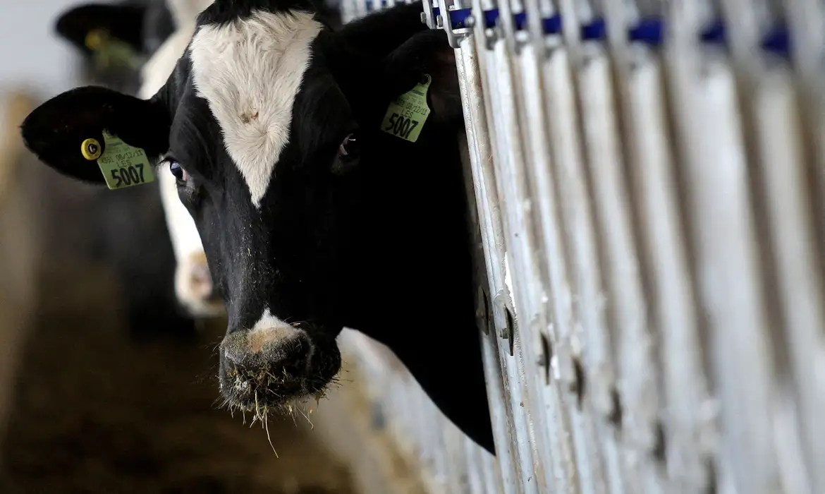 Cinco estados dos EUA têm mortes de vacas infectadas com gripe aviária