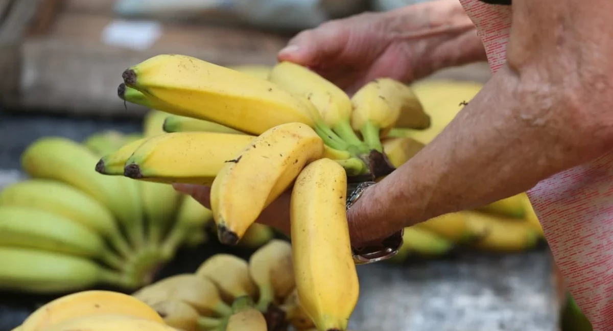 Boletim da Conab aponta queda superior a 10% nos preços do atacado para banana, laranja e mamão