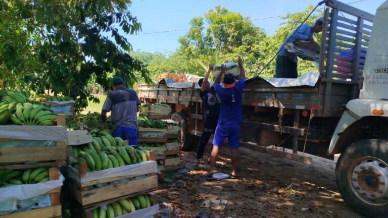 Com apoio da Prefeitura de Porto Velho, agricultores transportam produção de banana para a Feira do Produtor Rural - News Rondônia