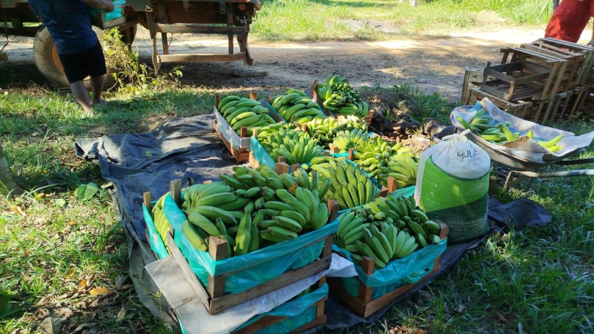 Com apoio da Prefeitura de Porto Velho, agricultores transportam produção de banana para a Feira do Produtor Rural - News Rondônia